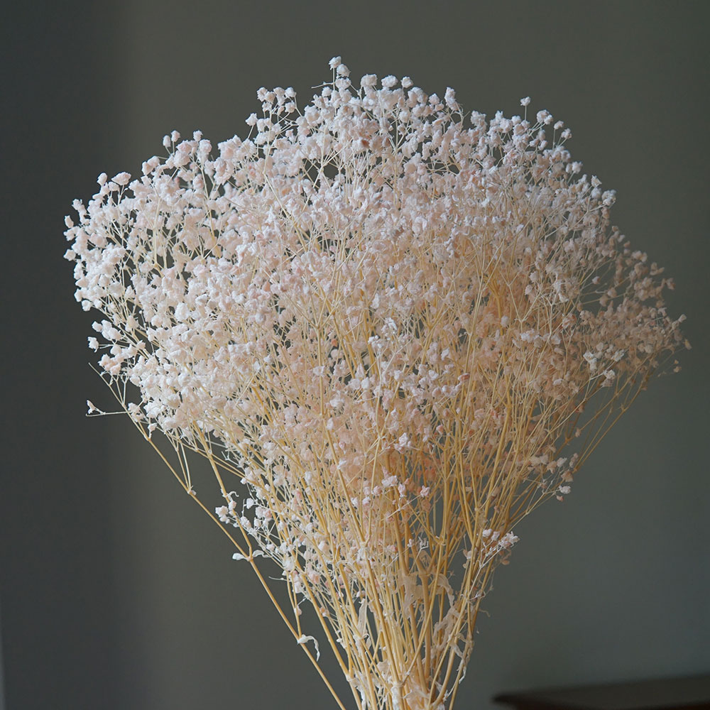 50g/Colorful Natural Preserved - đánh giá và giá Home Office Bleaching