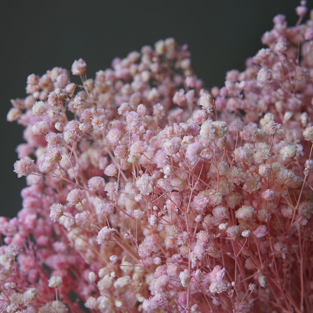 50g/Colorful Natural Preserved - đánh giá và giá Home Office Bleaching